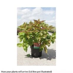 Weigela Florida 'Wings Of Fire' -Garden Glory Sales WEIG T66535 B h