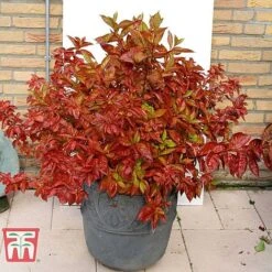 Weigela Florida 'Wings Of Fire' -Garden Glory Sales WEIG T66535 G