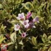 Weigela Florida 'Magical Rainbow' 1 Weigela Florida 'Magical Rainbow' -Garden Glory Sales WEIG TKA3716 A