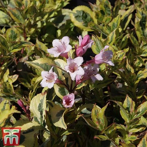 Weigela Florida 'Magical Rainbow' 3 Weigela Florida 'Magical Rainbow'