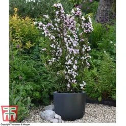 Weigela 'Towers Of Flowers'® Duo -Garden Glory Sales WEIG WKB5878 Q