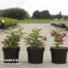 Weigela 'Big Love' -Garden Glory Sales WEIG BIGLOVE S46150