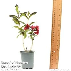 Weigela 'Camouflage' -Garden Glory Sales WEIG CAMOUF9CM T50087