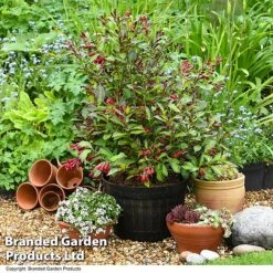 Weigela 'Camouflage' -Garden Glory Sales WEIG CAMOUFLAG T39702