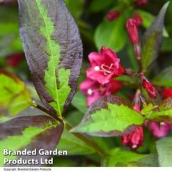 Weigela 'Camouflage' -Garden Glory Sales WEIG CAMOUFLAG T39705