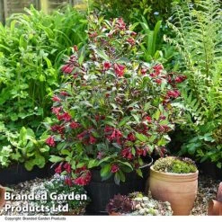 Weigela 'Camouflage' -Garden Glory Sales WEIG CAMOUFLAG T39771