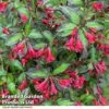 Weigela 'Camouflage' 1 Weigela 'Camouflage' -Garden Glory Sales WEIG CAMOUFLAG T39900