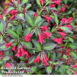 Weigela 'Camouflage' -Garden Glory Sales WEIG CAMOUFLAG T39902