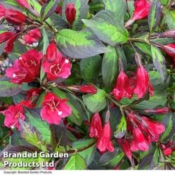 Weigela 'Camouflage' -Garden Glory Sales WEIG CAMOUFLAG T39904