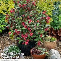 Weigela 'Camouflage' -Garden Glory Sales WEIG CAMOUFLAG T39907