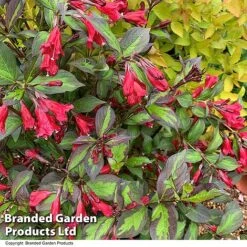 Weigela 'Camouflage' -Garden Glory Sales WEIG CAMOUFLAG T39908