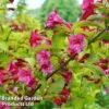 Weigela 'Princess Ayla' -Garden Glory Sales WEIG PRINCESSA1