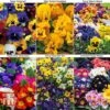Winter Favourites Bedding Collection 1 Winter Favourites Bedding Collection -Garden Glory Sales WINT wkc2523 A