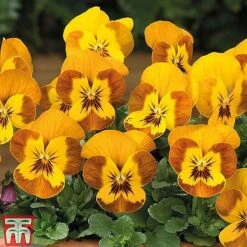 Winter Favourites Bedding Collection -Garden Glory Sales WINT wkc2523 E