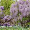 Wisteria Floribunda 'Lavender Lace' 1 Wisteria Floribunda 'Lavender Lace' -Garden Glory Sales WIST KC5942
