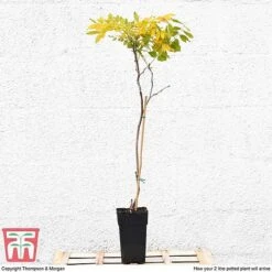 Wisteria Sinensis (Patio Standard) -Garden Glory Sales WIST T10787 B