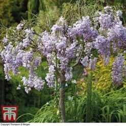 Wisteria Sinensis (Patio Standard) -Garden Glory Sales WIST T10787 C
