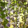 Wisteria 'Tiverton' -Garden Glory Sales WIST T56716 A h
