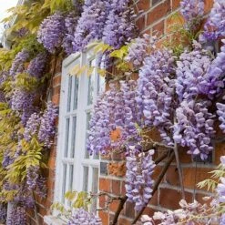 Wisteria Sinensis -Garden Glory Sales WIST T57979 A h