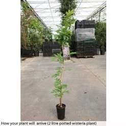 Wisteria Floribunda 'Domino' 8 Wisteria Floribunda 'Domino' -Garden Glory Sales WIST T74404 A h