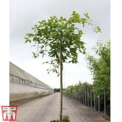 Wisteria Sinensis 'Amethyst' -Garden Glory Sales WIST TKA3732 A