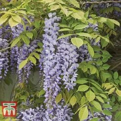 Wisteria Sinensis 'Prolific' 12 Wisteria Sinensis 'Prolific' -Garden Glory Sales WIST t57979 B