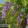 Wisteria Floribunda 'Black Dragon' -Garden Glory Sales WISTERIA BLACKDRAGON KC5939 A