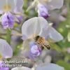 Wisteria Floribunda 'Geisha' -Garden Glory Sales WISTERIA GEISHA KC5941 A