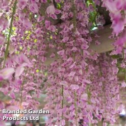 Wisteria Trio 9 Wisteria Trio -Garden Glory Sales WIST ROSEA L034071