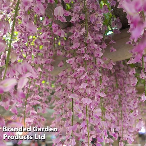 Wisteria Trio 6 Wisteria Trio - Image 4