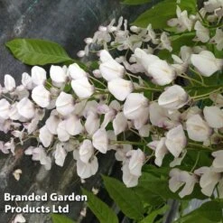 Wisteria Sinensis 'Rosea' -Garden Glory Sales WIST ROSEA S13548