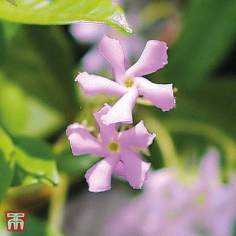 Trachelospermum Asiaticum 'Pink Showers' 3 Trachelospermum Asiaticum 'Pink Showers'