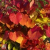 Cercis 'Eternal Flame' -Garden Glory Sales WKB9867 CERC 1