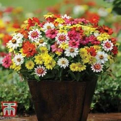 Garden Ready Container Collection 11 Garden Ready Container Collection -Garden Glory Sales ZINN T67468 B11