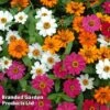Zinnia 'Profusion Mixed' -Garden Glory Sales ZINN PROFUSION S51312