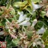 Abelia X Grandiflora 'Sparkling Silver' -Garden Glory Sales abel spar1