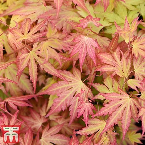 Acer Bold Duo 4 Acer Bold Duo - Image 2