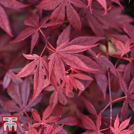 Acer Bold Duo 5 Acer Bold Duo - Image 3