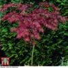 Acer Palmatum 'Garnet'
