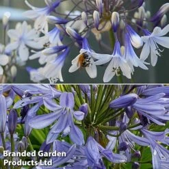 Agapanthus Duo -Garden Glory Sales aga duo3