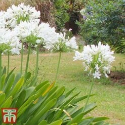 Agapanthus Africanus 'Albus' 7 Agapanthus Africanus 'Albus' -Garden Glory Sales aga white2