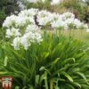 Agapanthus Africanus 'Albus'