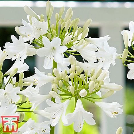 Agapanthus 'Ever White' 5 Agapanthus 'Ever White' - Image 3