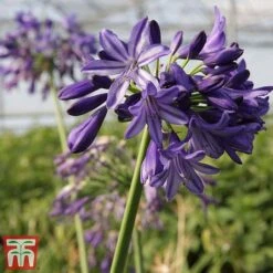Agapanthus 'Northern Star' -Garden Glory Sales agap nort3