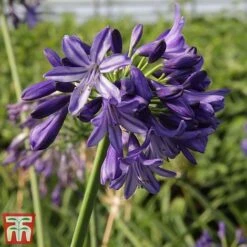 Agapanthus 'Northern Star' -Garden Glory Sales agap nort4