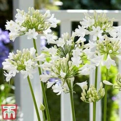 Agapanthus 'Ever White' 9 Agapanthus 'Ever White' -Garden Glory Sales agap2