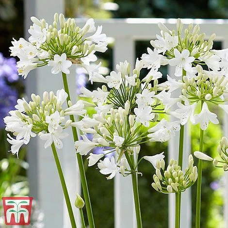 Agapanthus 'Ever White' 6 Agapanthus 'Ever White' - Image 4