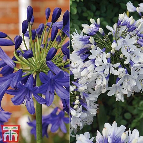 Agapanthus Duo Collection 3 Agapanthus Duo Collection