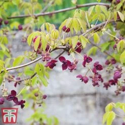 Akebia Quinata -Garden Glory Sales ake