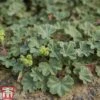 Alchemilla Erythropoda -Garden Glory Sales alch ery